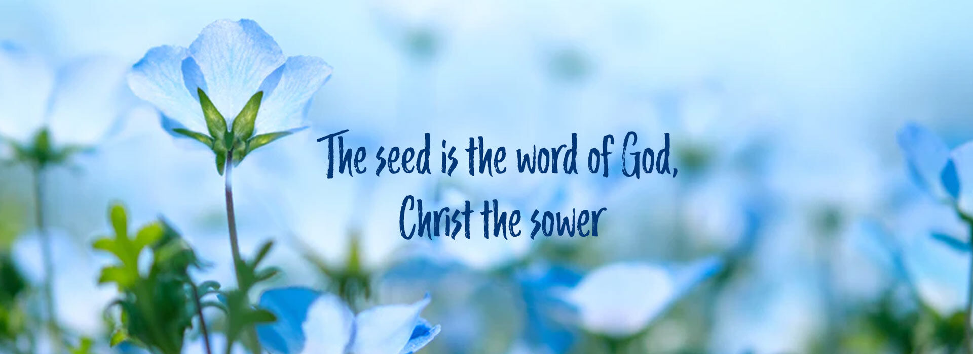 ELEVENTH SUNDAY IN ORDINARY TIME